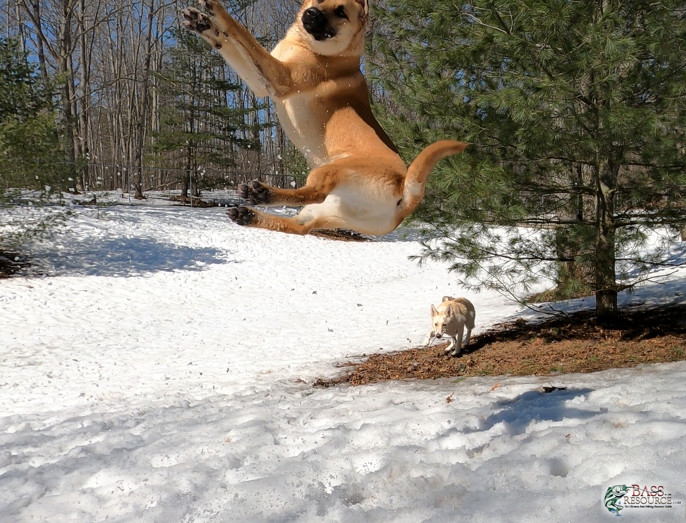 Jumping right out of the frame