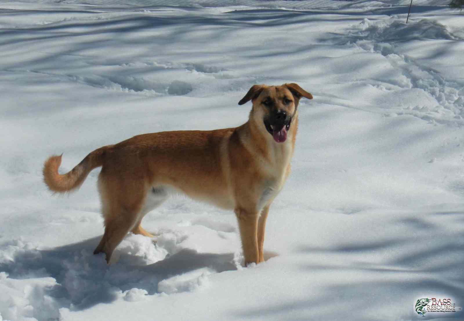 Tank does love the snow
