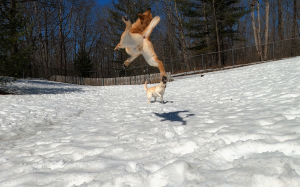 Jumping for Snowball !