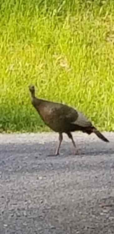 20190523_075911.thumb.jpg.eacd0aa9c91ee8c50e290c02cda1aaae.jpg