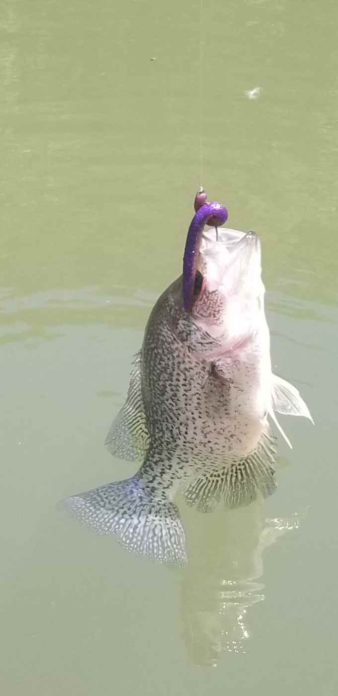 New to crappie fishing.. HELP!!! - Other Fish Species - Bass