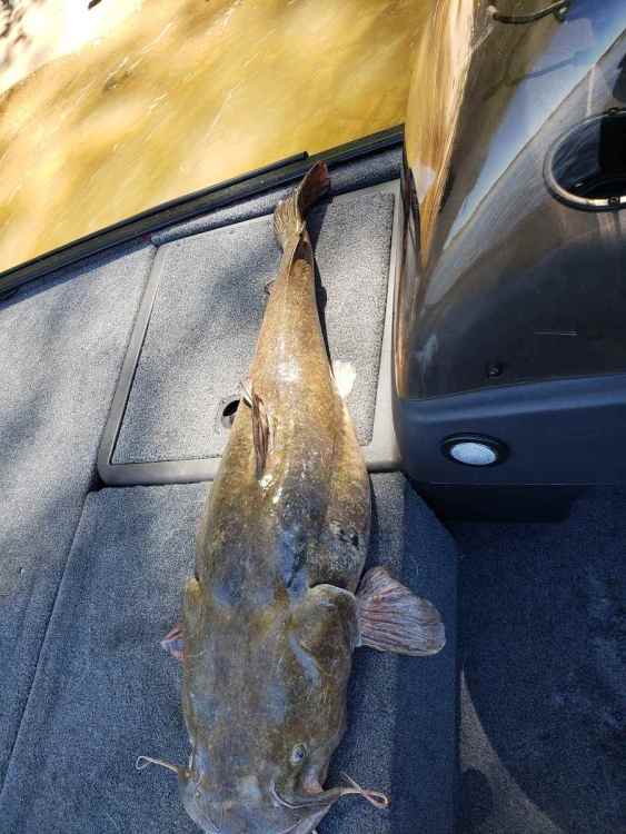 Catfish1.jpg