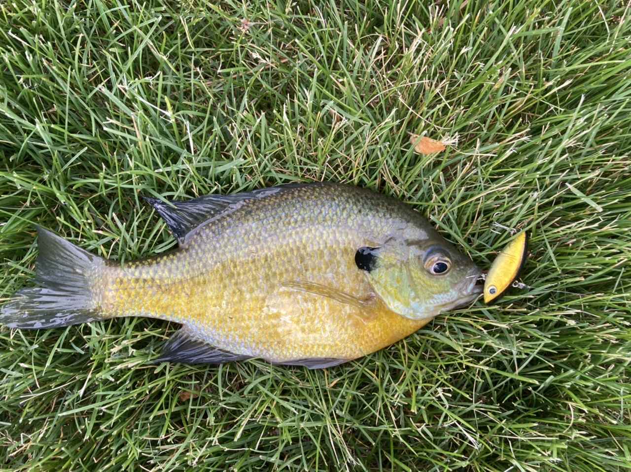Your favorite bluegill lure? - Page 2 - Other Fish Species - Bass Fishing  Forums