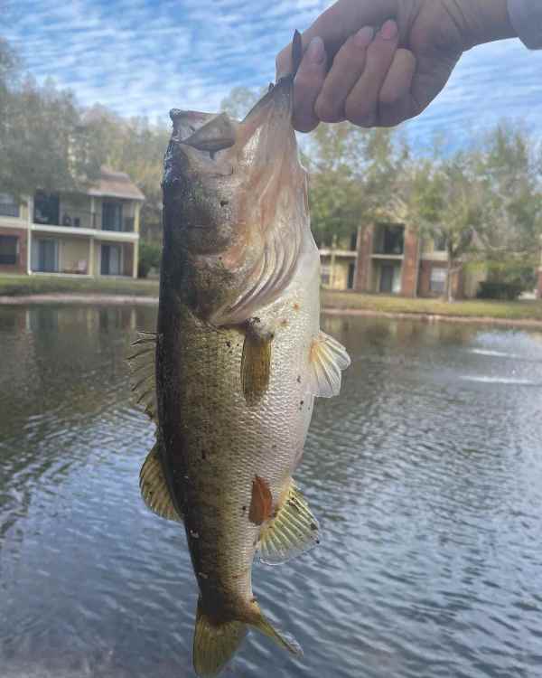 bass0.jpg