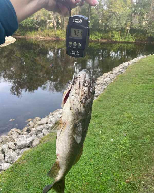 bass1.jpg