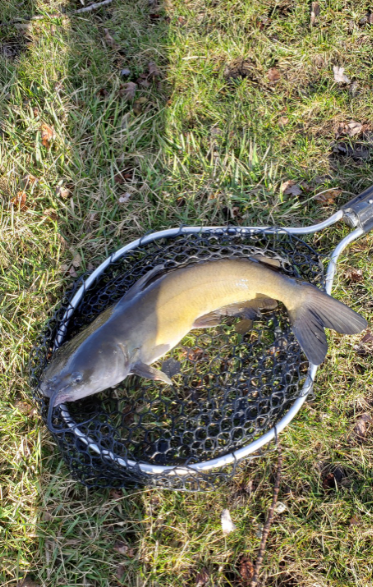 catfish.PNG.a94863db7a915165f66e955c6e6b03ac.PNG