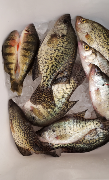 crappie.PNG.9bc48be97b648a42f58b0612e665fc67.PNG