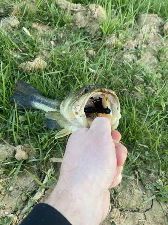image.thumb.jpeg.582a7364eff14d9225b57864bfa19e76.jpeg