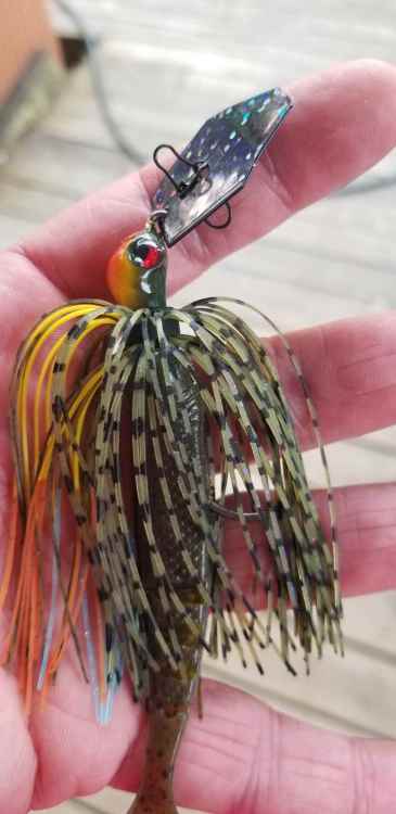 bluegill chatterbait.jpg