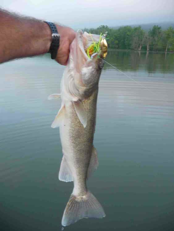 1494269346_6lb_15oz.walleye.thumb.jpg.d1bfbd0c27967de2a7381e4c00e4549c.jpg