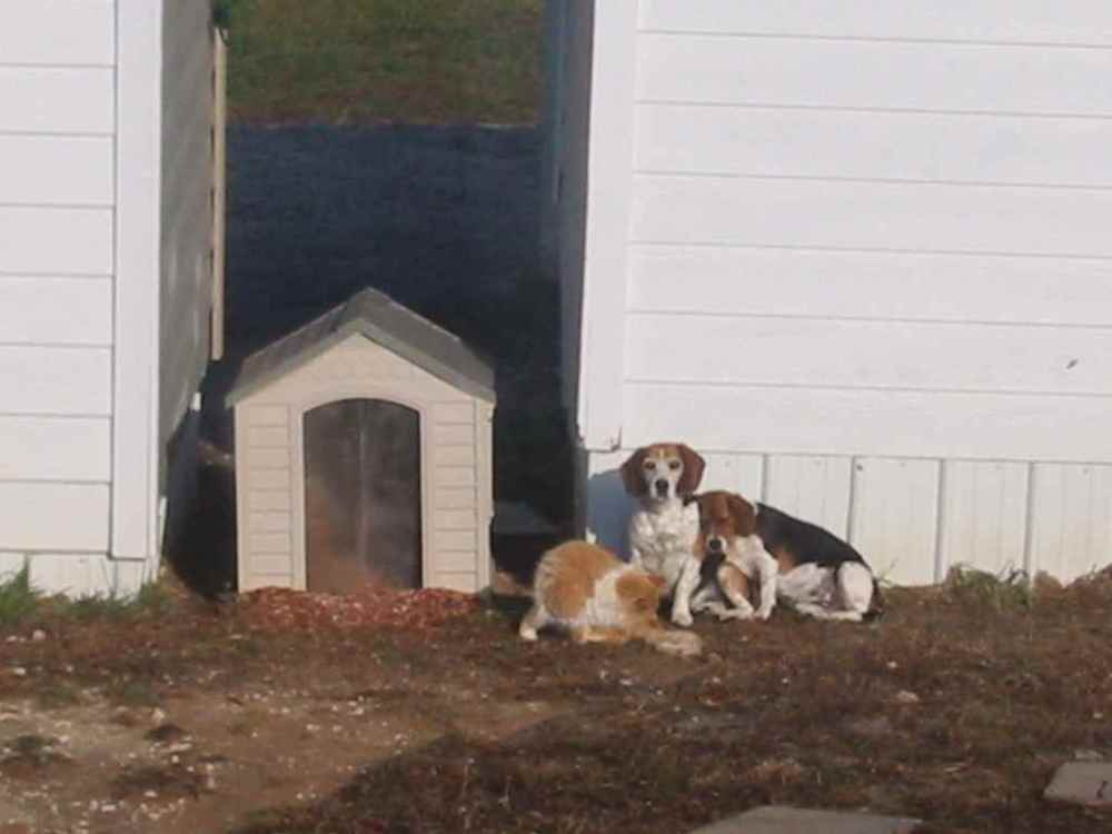 Animals.JPG
