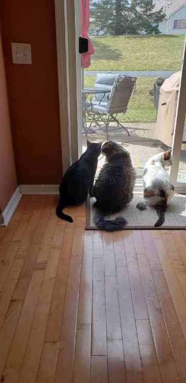 cats.thumb.jpg.1febe5a65259c6a86608fd29996c96ef.jpg