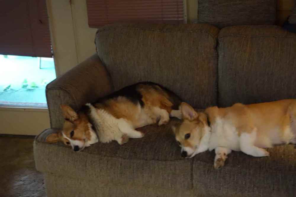 dogs.jpeg