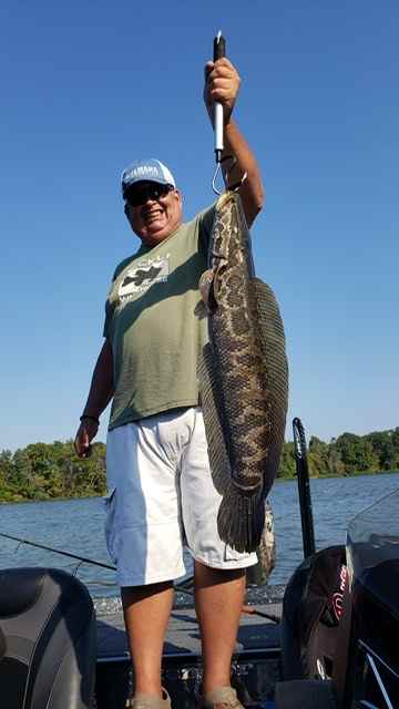 New to Snakehead, so any tip? - Other Fish Species - Bass Fishing Forums
