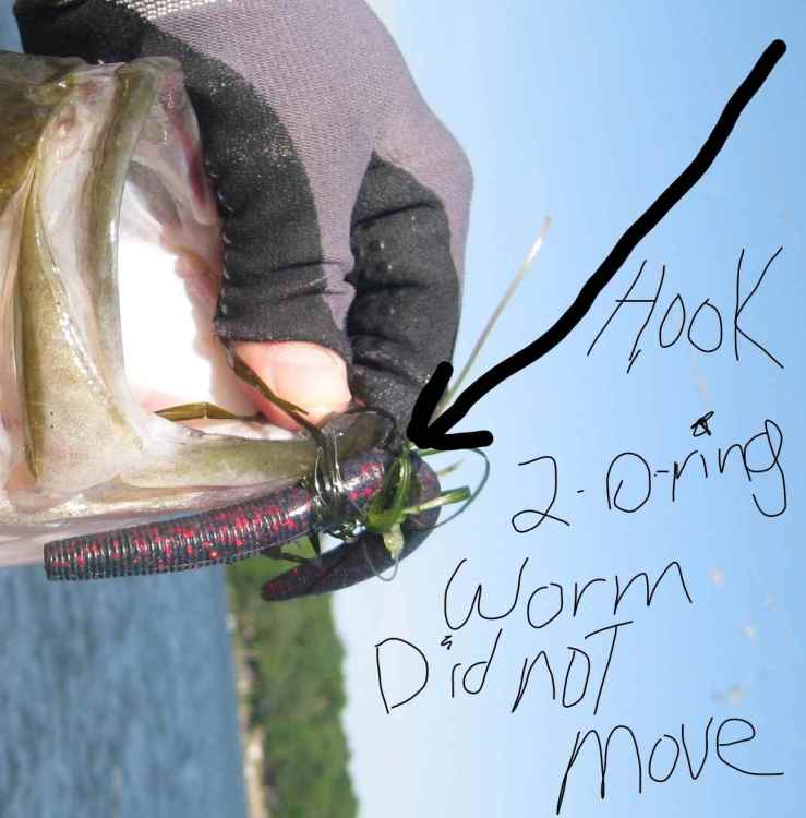 1429693014_monsterwalleye003(3).thumb.jpg.54fc0e5413aea10a715bca6bdd3319bf.jpg