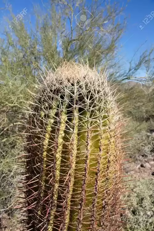 55995447-young-thorny-cactus-plant.thumb.webp.3533f9af922bb958385eff59a1a6881f.webp