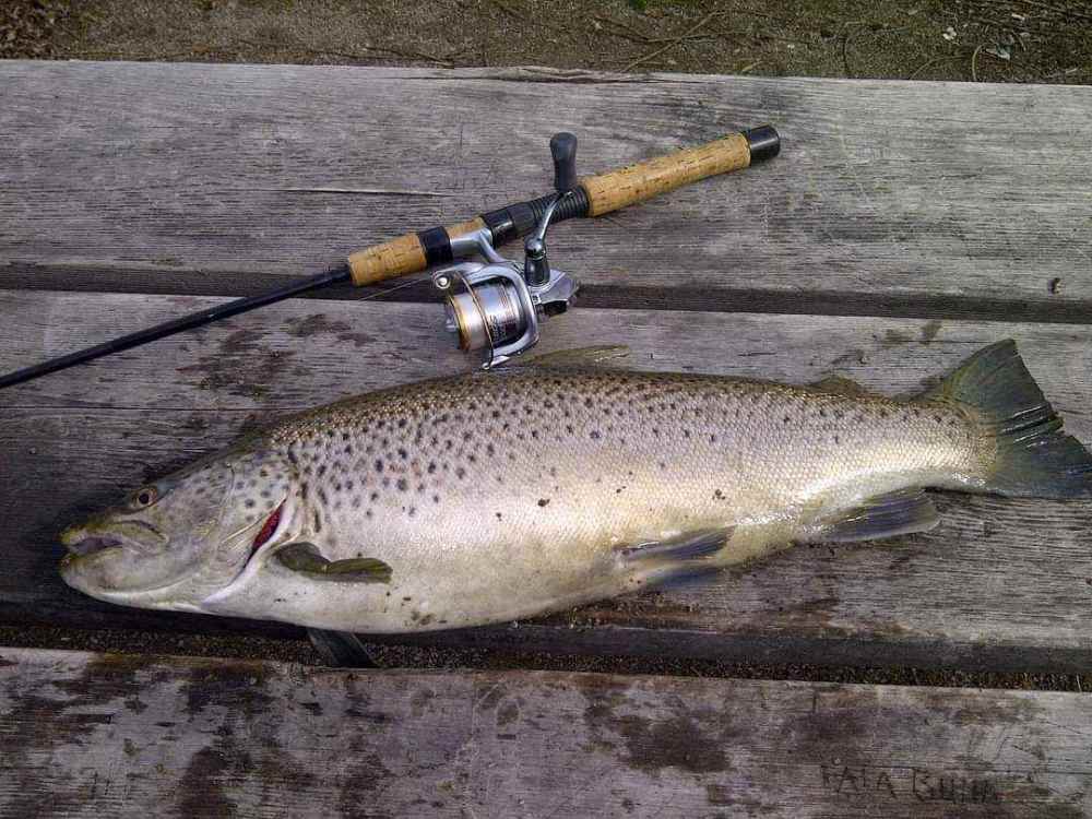 brown trout.jpg