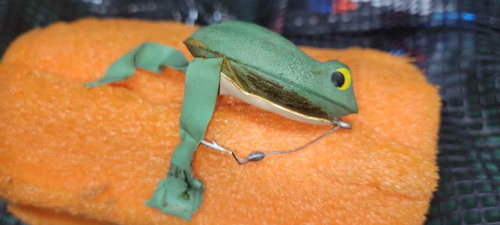 Frog.thumb.jpeg.506c978e58411fa4e0300aa42a5476dc.jpeg