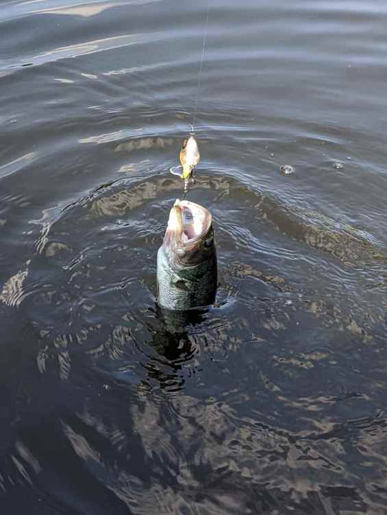 PXL_20220613_130511647.thumb.jpg.4cbecc5361b9e8a76e4c4185ce803b4f.jpg