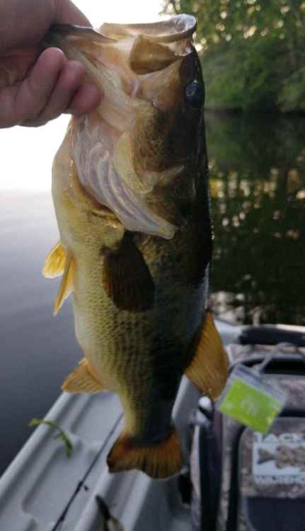Screenshot_20220603-151828_Fishbrain.jpg