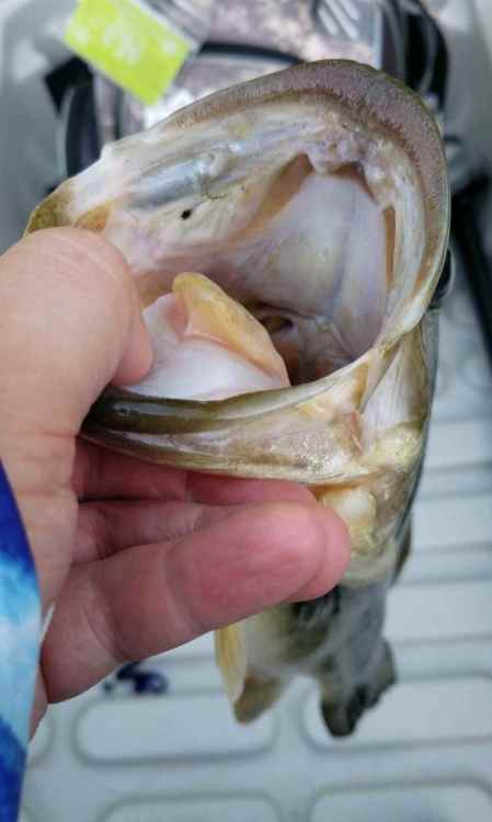 Screenshot_20220603-151904_Fishbrain.jpg
