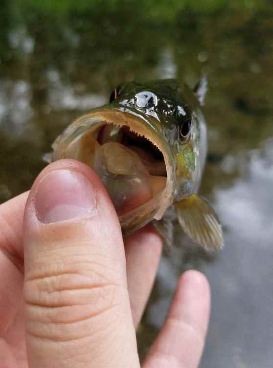 Screenshot_20220603-152039_Fishbrain.jpg