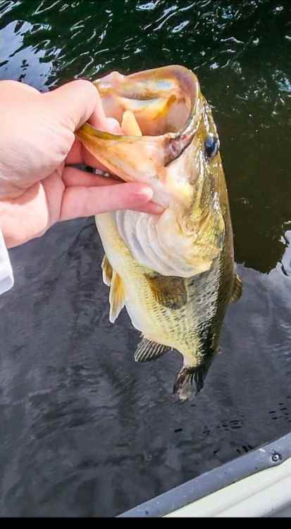 Screenshot_20220615-193131_Fishbrain.jpg