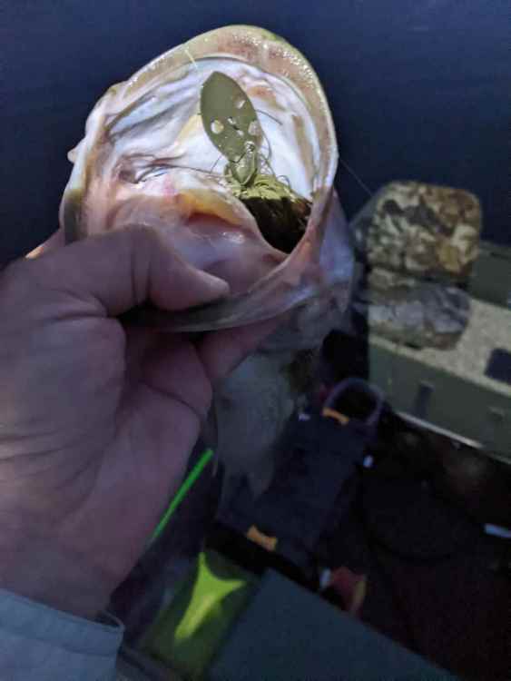 187326186_thumbnail(95).thumb.jpeg.bd6c986030674c48d903d0655c694f69.jpeg