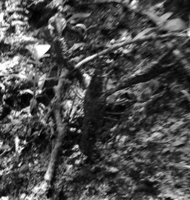 image.png.9ce264809f5d75d78f1f4f2a64921ffc.png