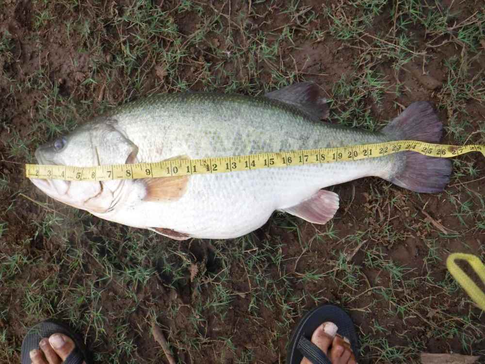 26 inch bass April 2021 (2).JPG