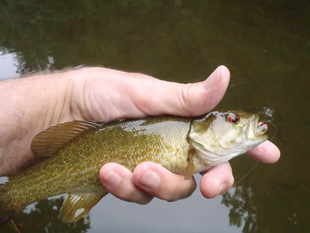 1994640590_WissahickonSmallie.thumb.jpg.4b9d0f45642f1f3b18caace36d0f2c27.jpg
