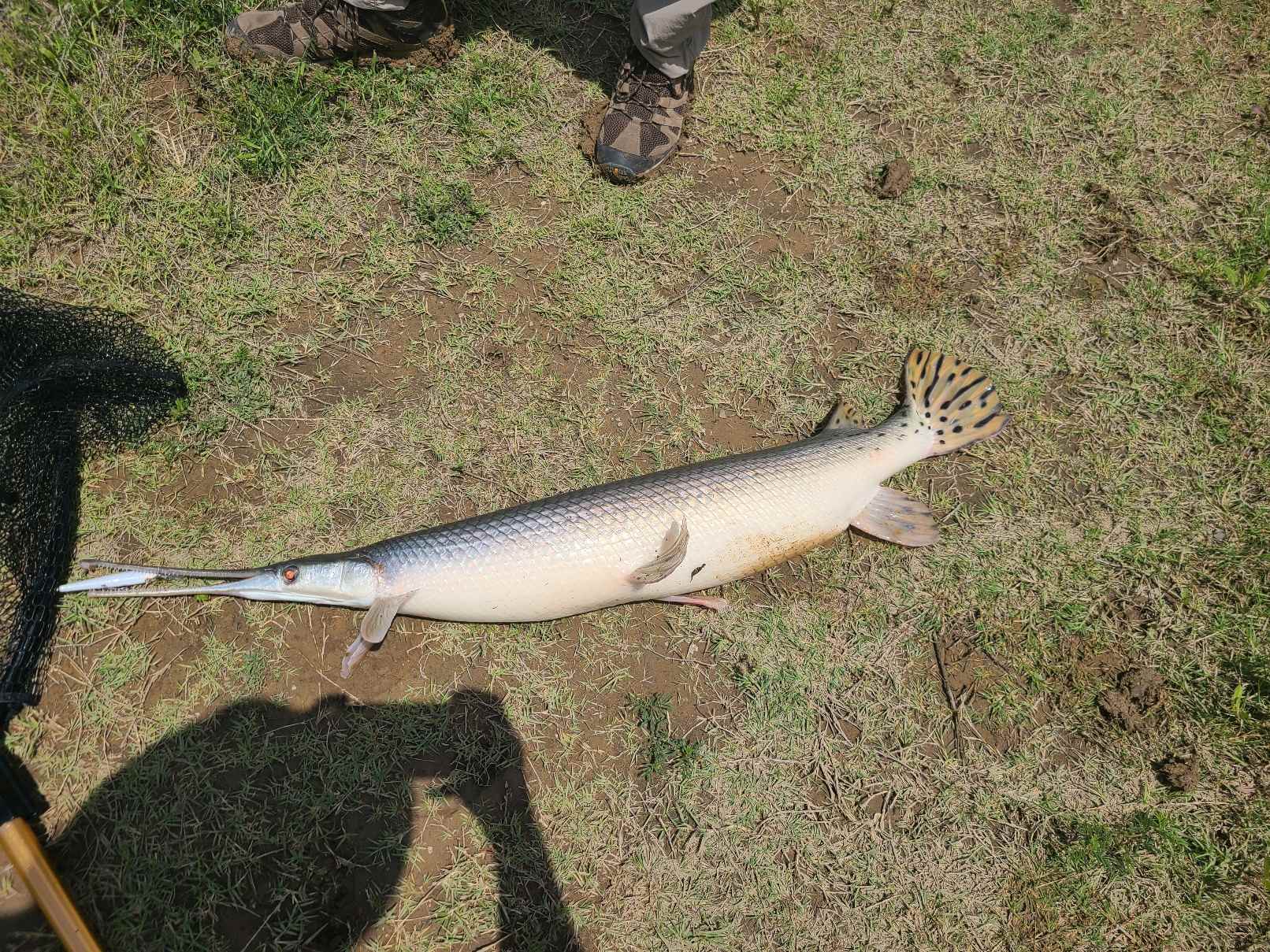 Catching Long Nose Gar with Live bait - Other Fish Species - Bass Fishing  Forums