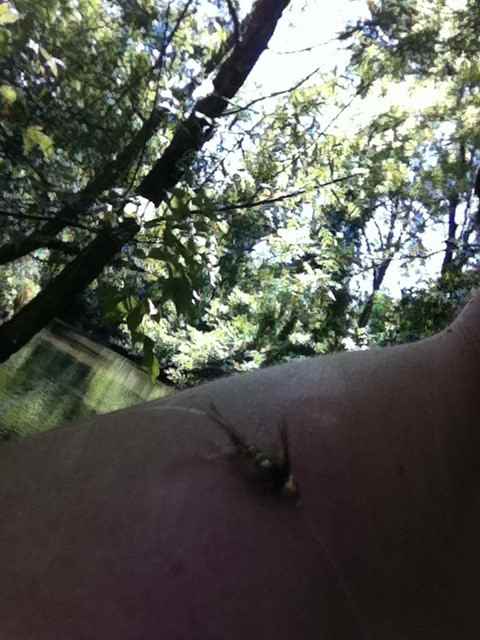 fly.jpg.5bd45e3763749def16e6f7ca6a4c37fe.jpg