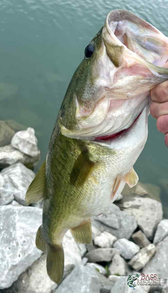 Small pond big bass - Largemouth Trophy Room - Bass Fishing Forums