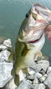 Small pond big bass