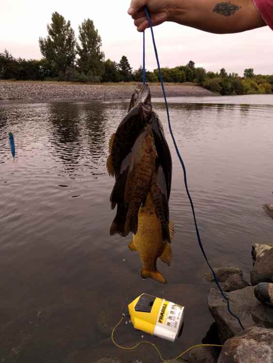 1066835484_rattletrapmuskie005.thumb.jpg.742849a9fbbea633a1c100631037286e.jpg