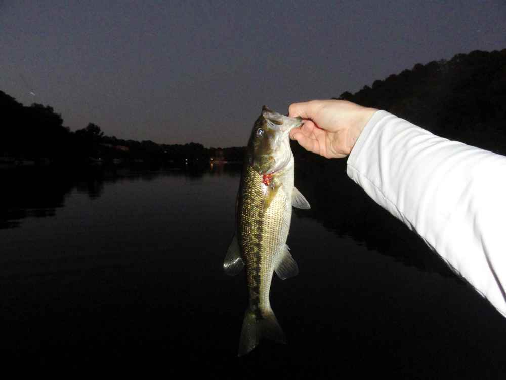 1.5lb spot.JPG