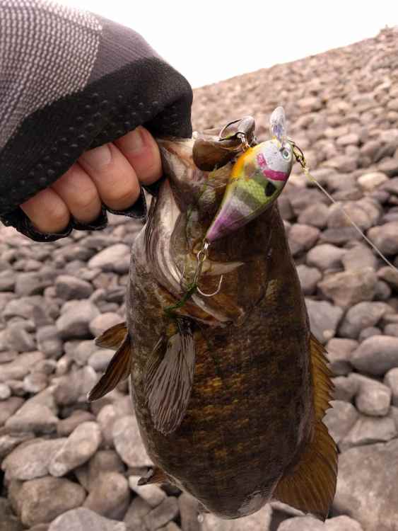 233524246_rattletrapmuskie006.thumb.jpg.8a124cc41c487bcffe6d492252734cd2.jpg