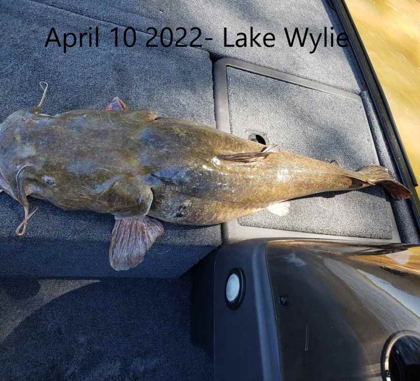 Catfish1.jpg