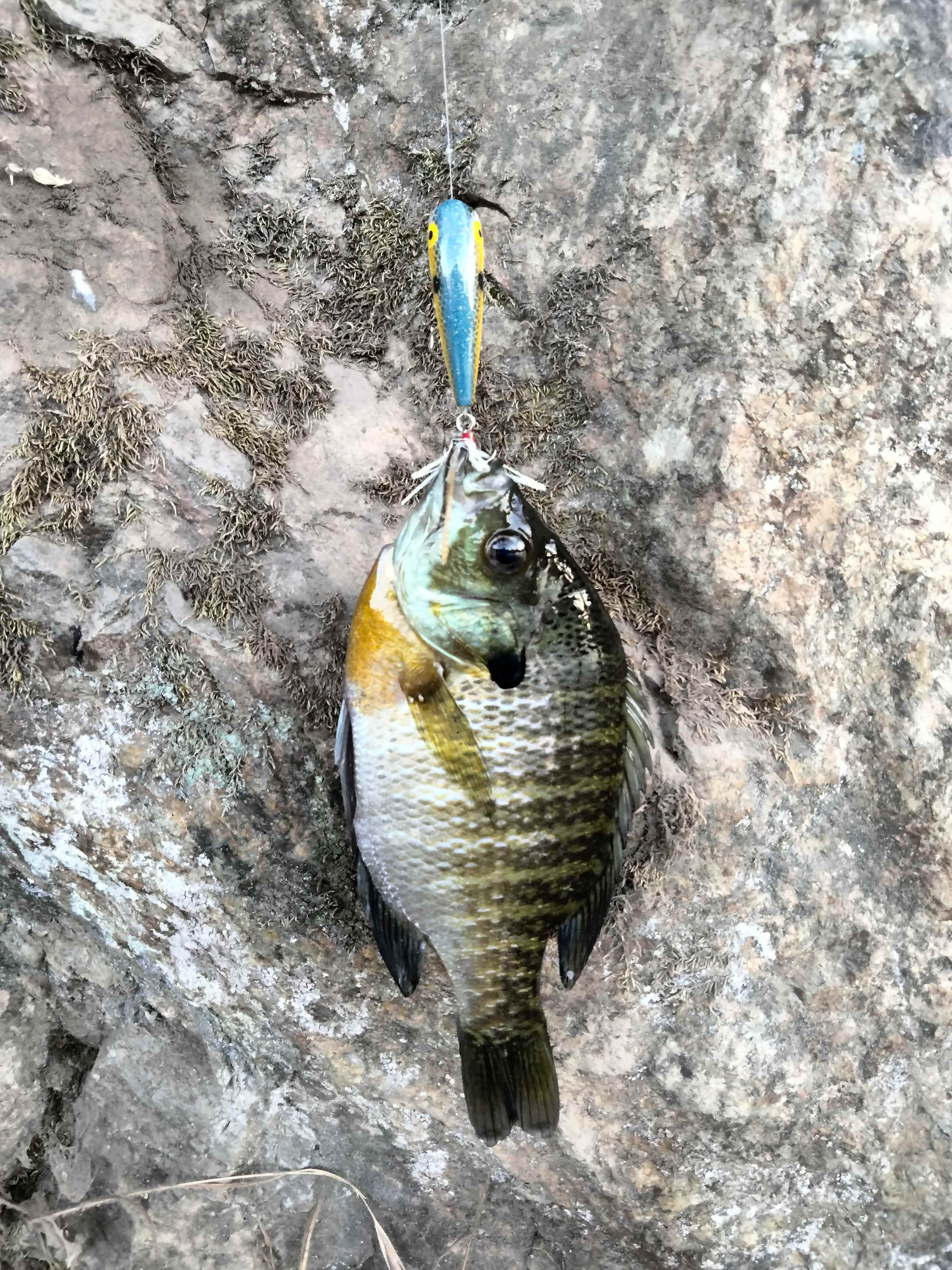 Are my bluegill hooks too big? : r/FishingForBeginners