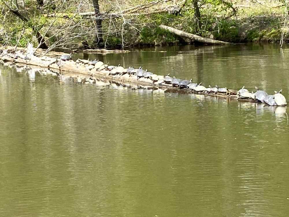 turtles2.jpg
