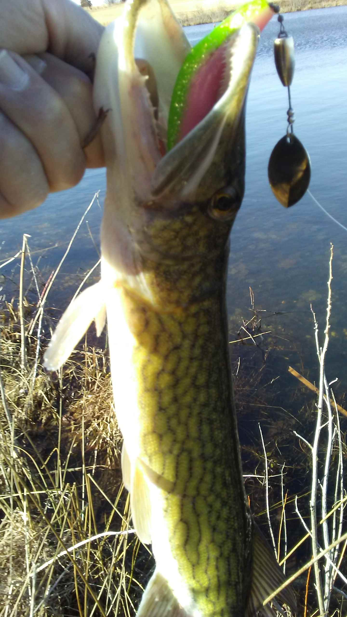 Tips on pickerel fishing? - Other Fish Species - Bass Fishing Forums