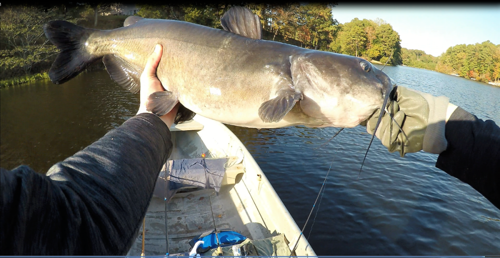 10.4 catfish (2)999.PNG