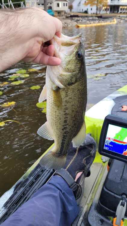 Oct25_LastYakBass1.thumb.jpg.f782dc1f007f542afb380a96f1e55783.jpg