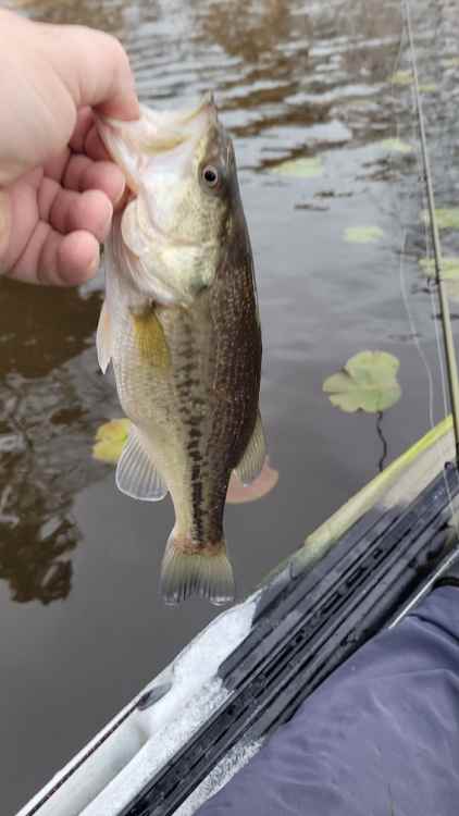 Oct25_LastYakBass2.thumb.jpg.43fe142af64545ec67821525d072c552.jpg