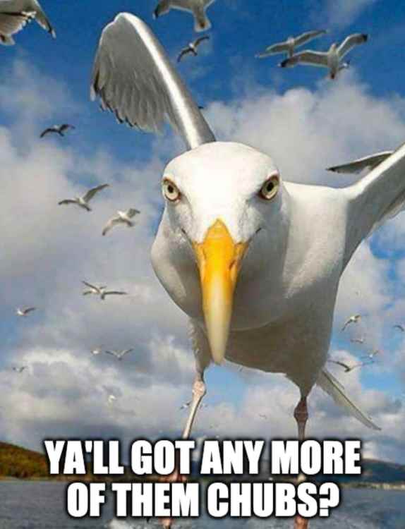 meme-seagull-creek-chub-redtail-minnows-fall-fishing.thumb.jpg.a91648567122e84ec0b8cfb659715d58.jpg