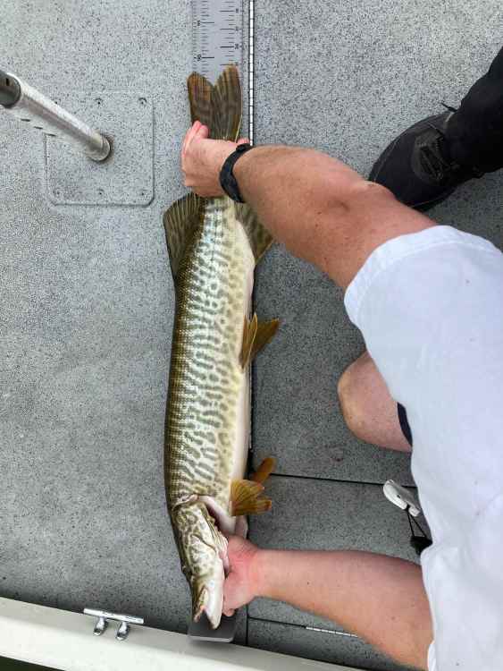 8-13-22 muskie 1 length.jpg
