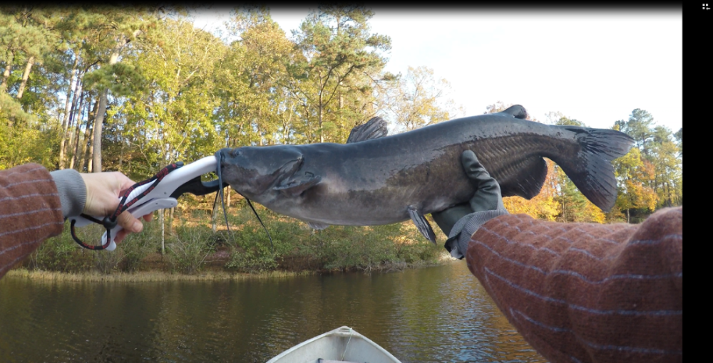 9.5lb Channel0000.PNG