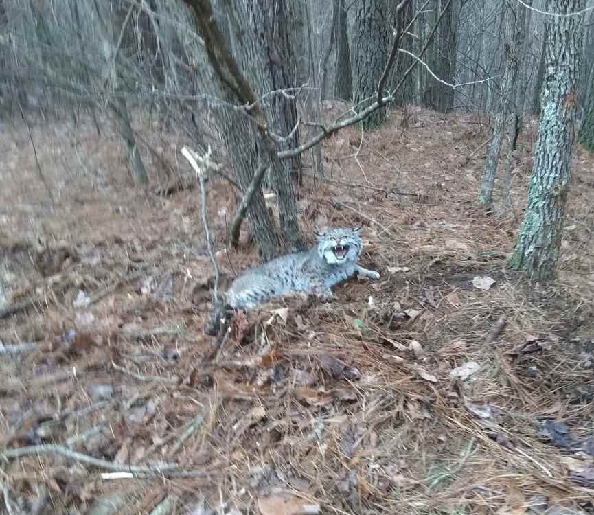 bobcat.thumb.jpg.53614c3caad21f3517ed8f101949e2c1.jpg