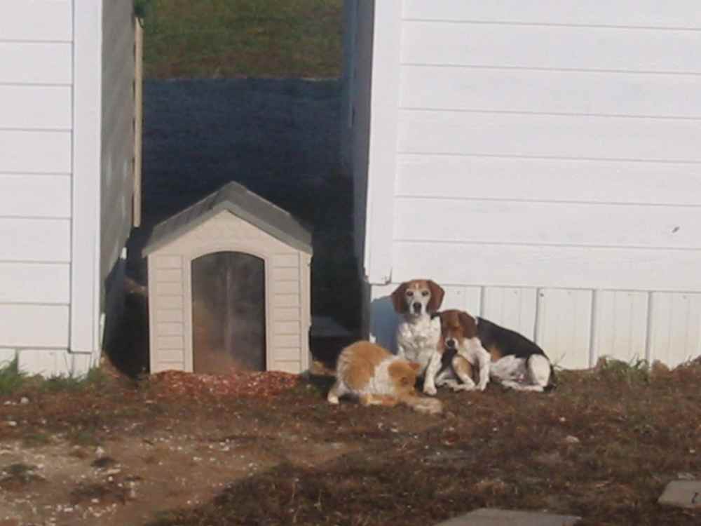 Animals.JPG